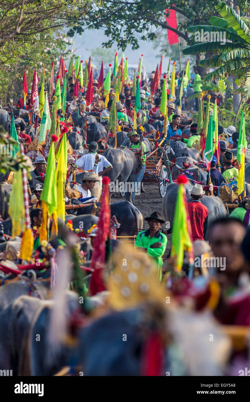 Bufalo-Rennen. Insel Bali. Indonesien. Stockfoto