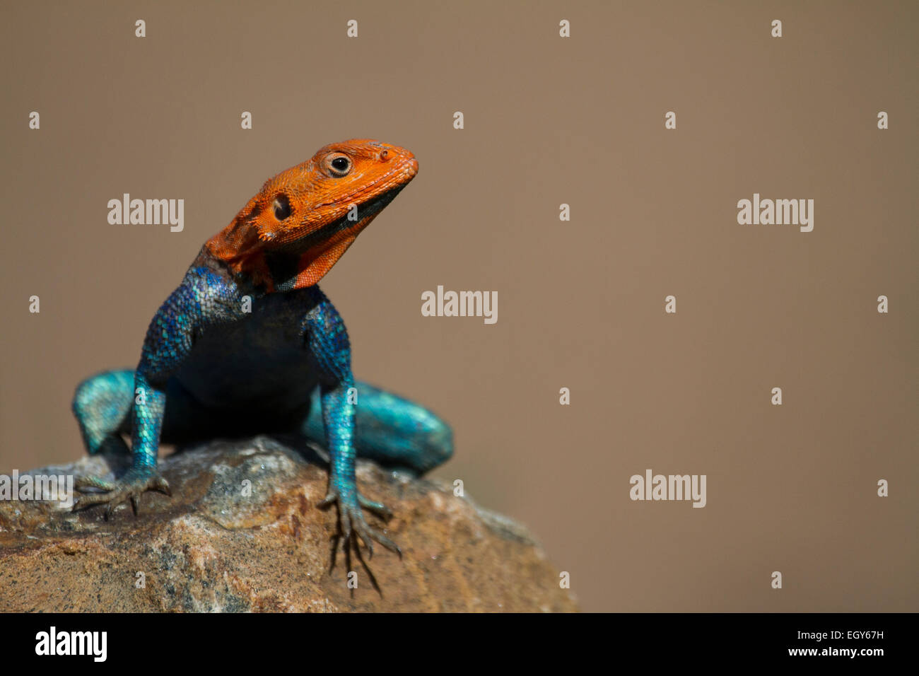 Die gemeinsame Agama, Rothaarige Rock Agama oder Regenbogen Agama (Agama Agama) Stockfoto