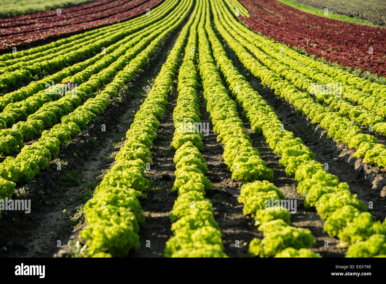 Deutschland, Düsseldorf, Feld mit Lolo Rosso Salat, Lactuca Sativa var. crispa Stockfoto