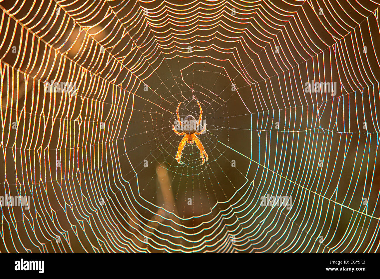 Spinne im Netz der Spinne, frühen Morgenlicht Stockfoto
