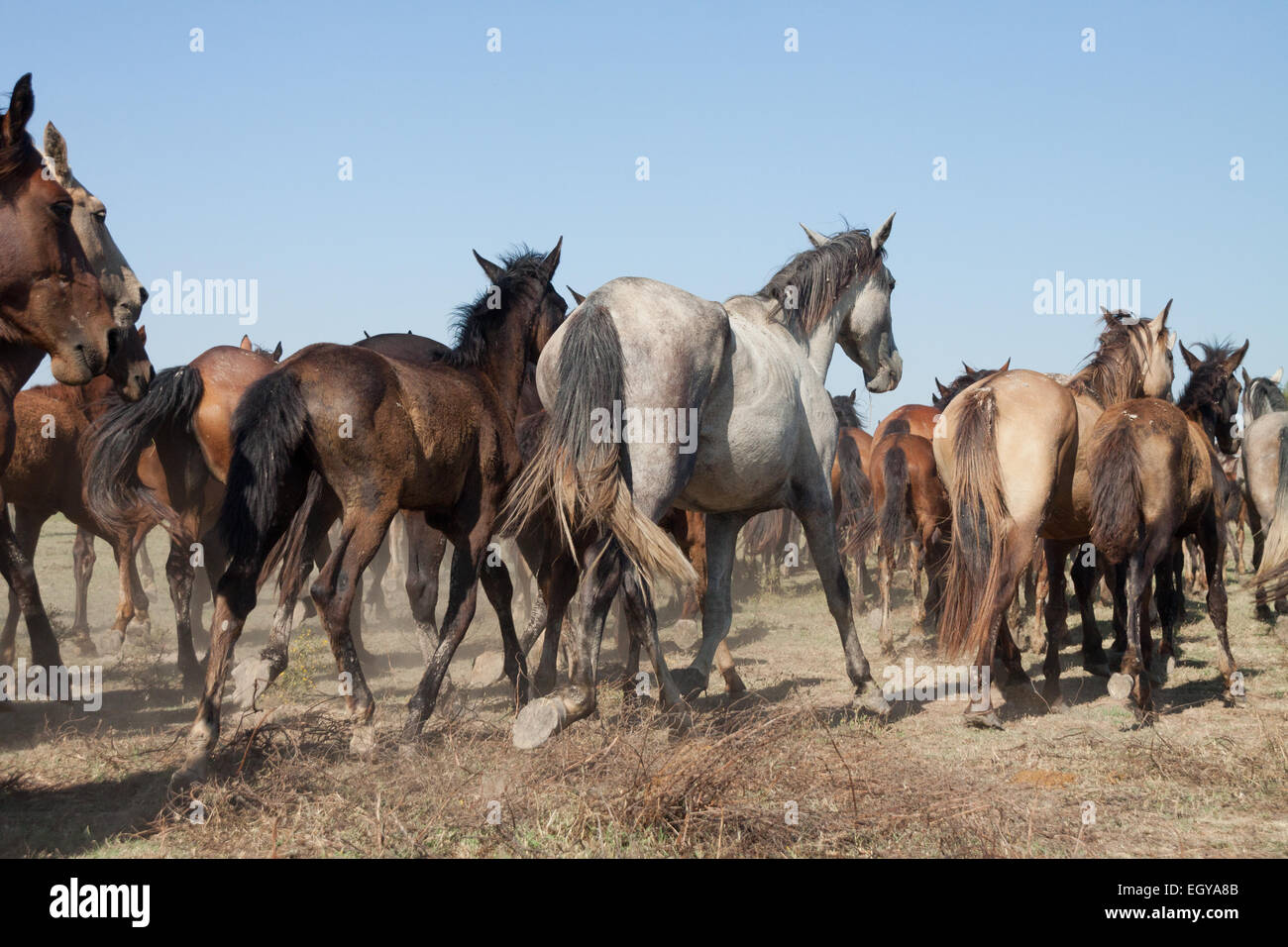 Herde von Wildpferden laufen wild in der Landschaft. Almonte, Huelva, Andalusien. Stockfoto