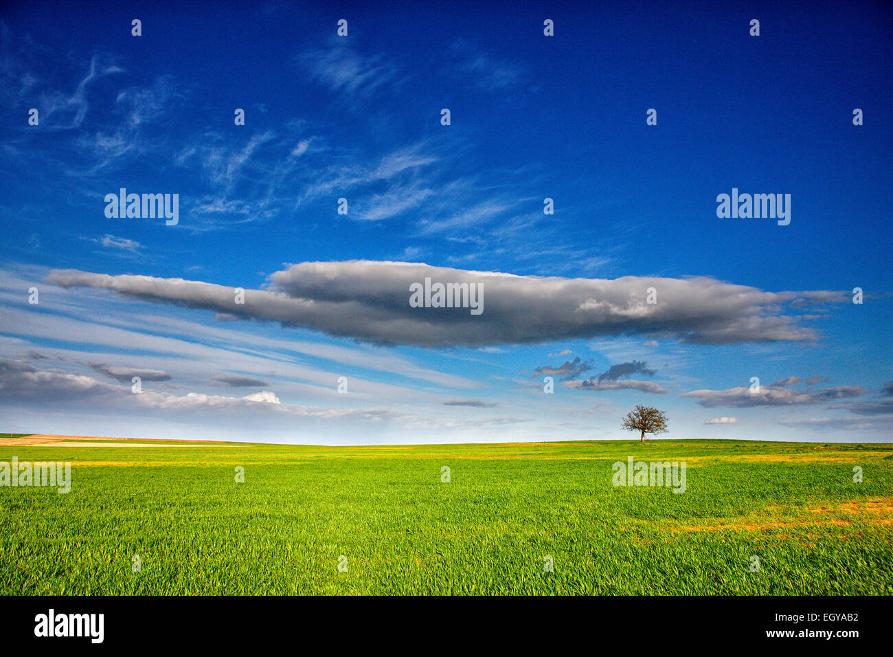 Spanien, Provinz Zamora, Baum in der Mitte ein Ernte-Feld Stockfoto