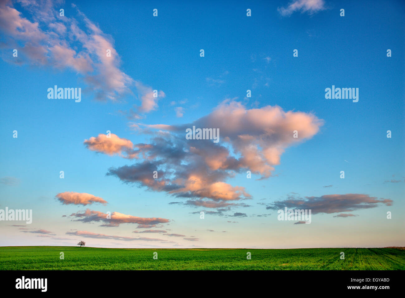 Spanien, Provinz Zamora, Baum in der Mitte ein Ernte-Feld Stockfoto