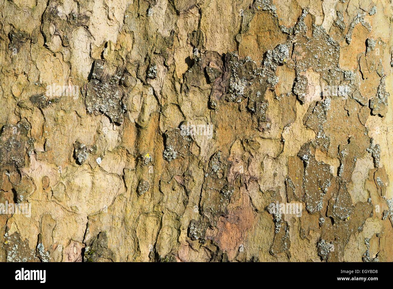 Rinde der Platane Stockfoto