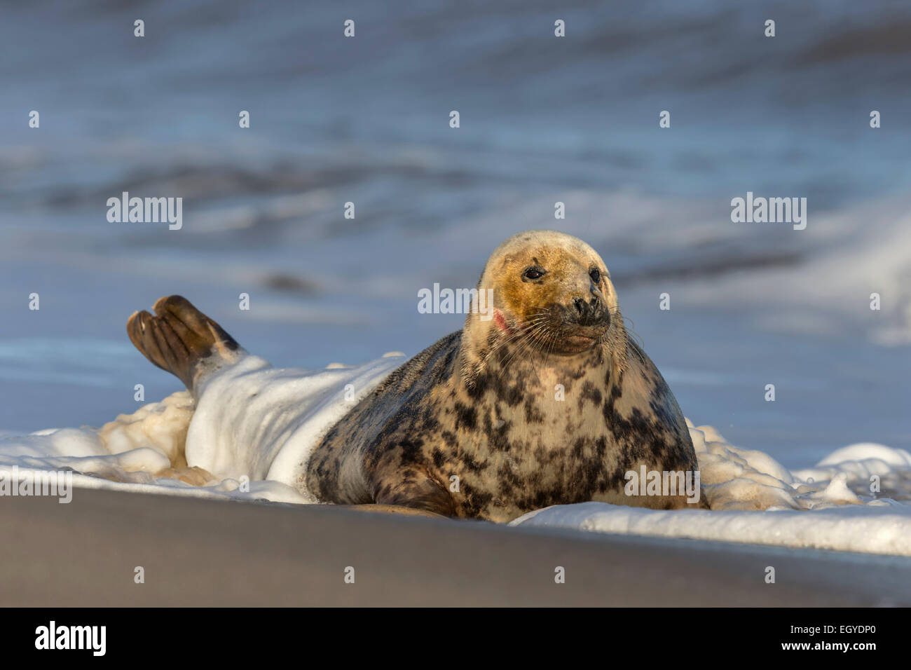 Atlantic Grey Seal Kuh in Surf - Halichoerus grypus Stockfoto