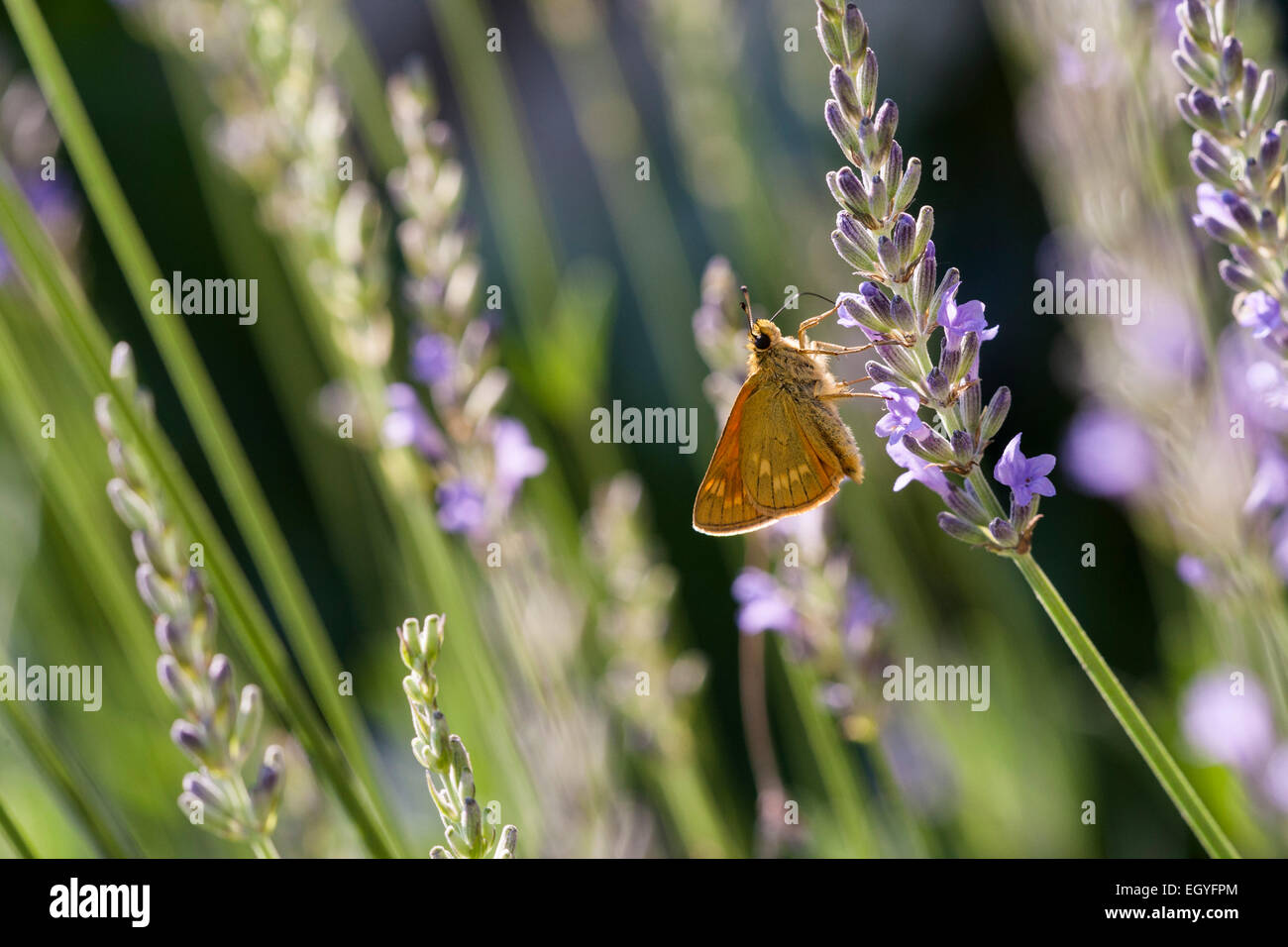 Großen Skipper (Ochlodes Venatus) ernähren sich von Nektar der Lavendel (Lavandula Angustifolia), Dordogne, Aquitaine, Frankreich Stockfoto