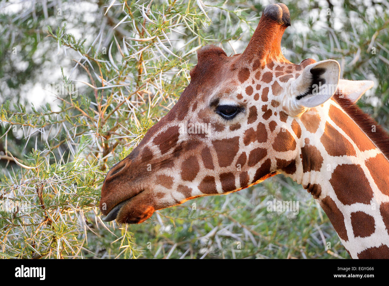Netzartige Giraffe, somalische Giraffe (Giraffa Plancius Reticulata), Kopf, Samburu National Reserve, Kenia Stockfoto