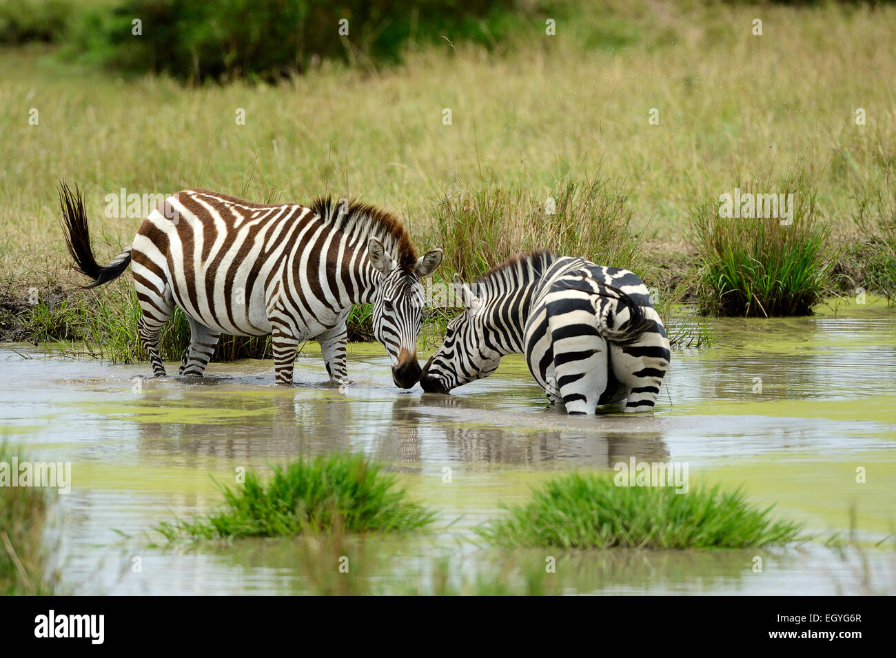 Ebenen Zebras (Equus Guagga) stehend im Wasser, Masai Mara National Reserve, Kenia Stockfoto