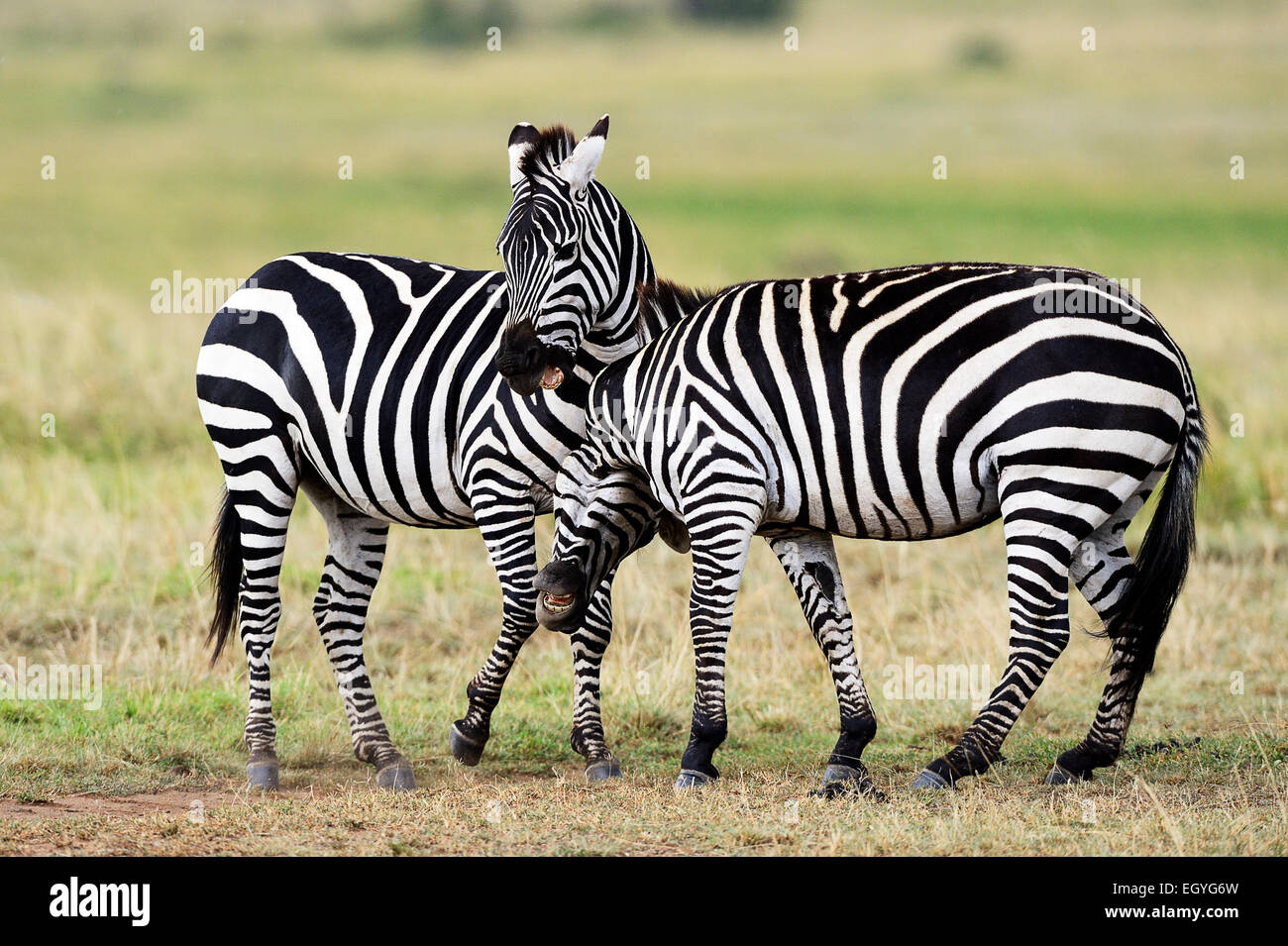 Ebenen Zebras (Equus Guagga), spielen, kämpfen, Masai Mara National Reserve, Kenia Stockfoto