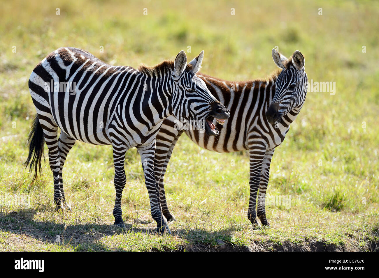 Ebenen Zebras (Equus Guagga), Stute, wiehern, mit jungen, Masai Mara National Reserve, Kenia Stockfoto
