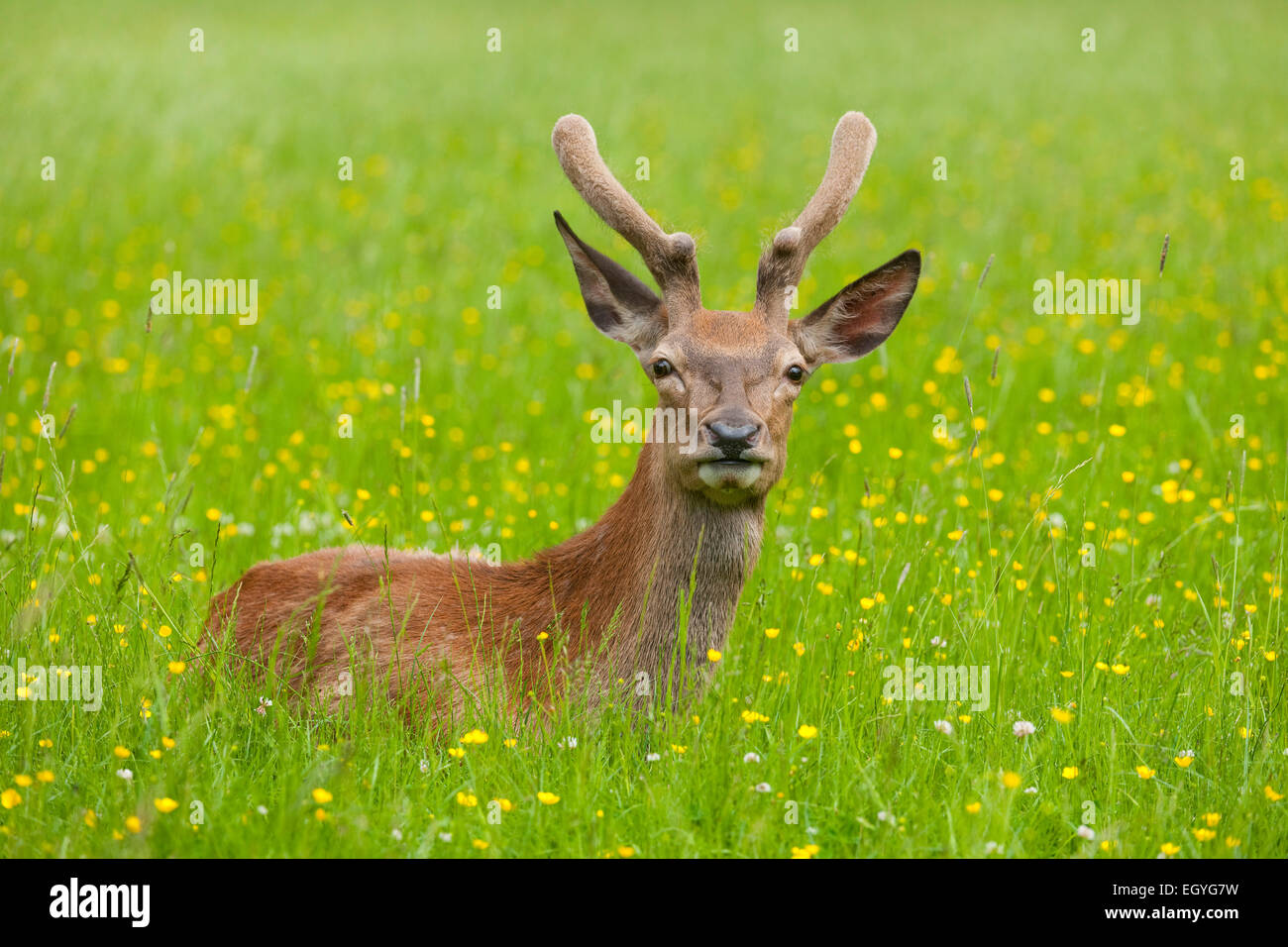 Rothirsch (Cervus Elaphus), junges Reh in samt ruht auf einer Wiese, Gefangenschaft, Bayern, Deutschland Stockfoto