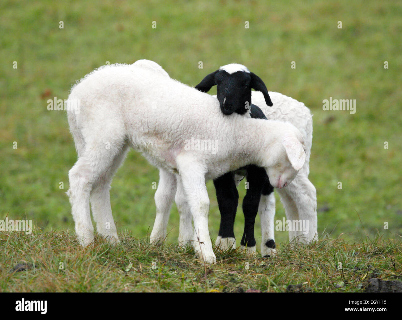 Schwarz / weiß-Lamm Stockfoto