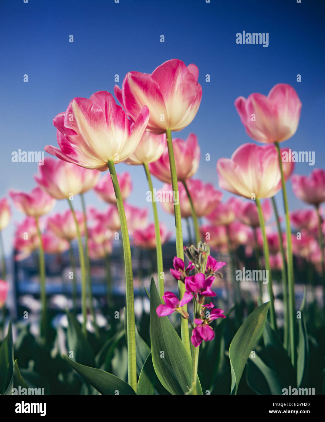 Rosa Tulpen im Garten, Nahaufnahme. Stockfoto