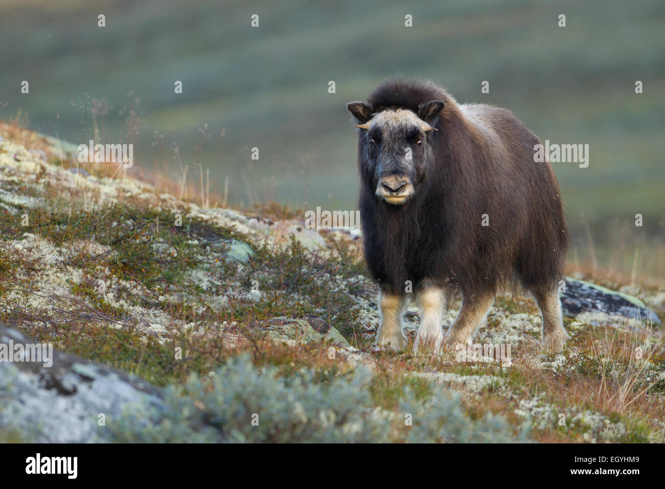 Moschusochsen (Ovibos Moschatus), Kalb im Fjell, Dovrefjell-Sunndalsfjella-Nationalpark, Norwegen Stockfoto