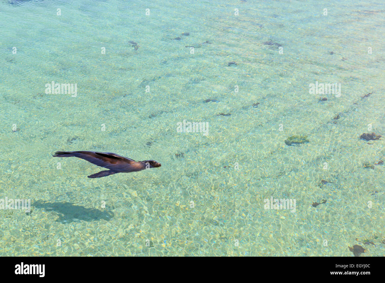 Ecuador, Galapagos-Inseln, Isabela, Punta Moreno, Seelöwen schwimmen Stockfoto