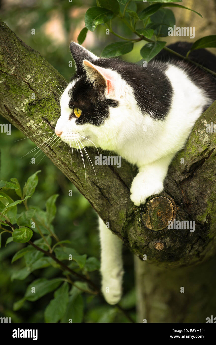 Schwarz / weiß Katze in Baum-Jagd Stockfoto