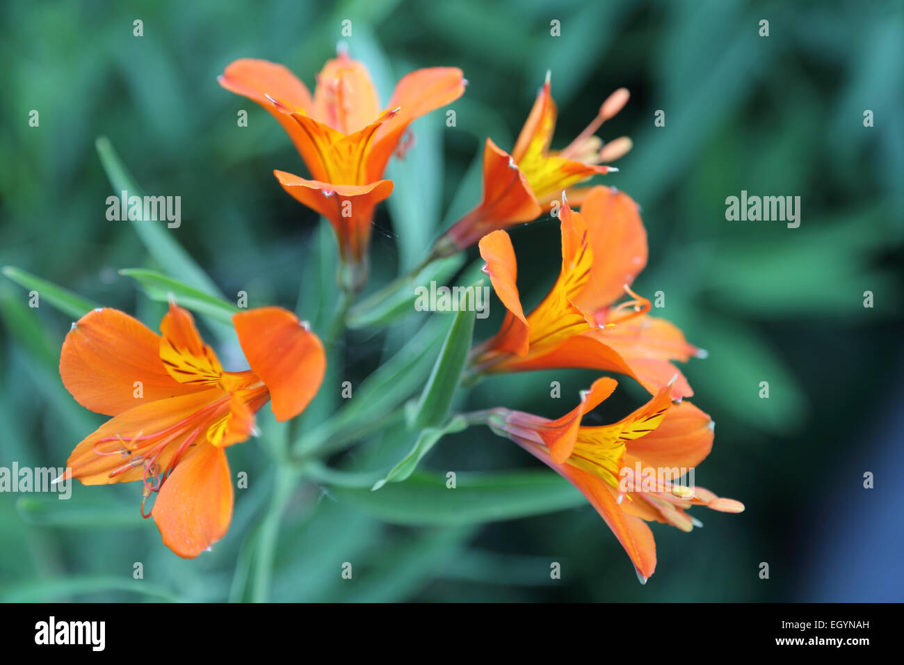 Alstroemeria Blumen Stockfoto