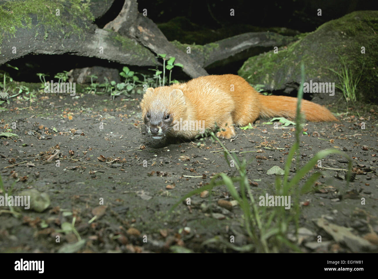 Sibirischer Weasel (Mustela Sibirica) im sibirischen Wald Lebensraum Stockfoto