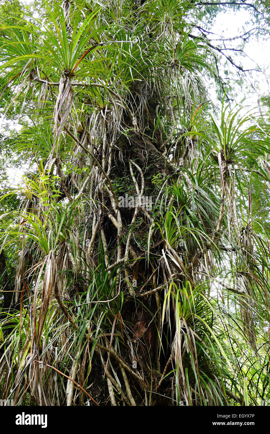 Baum im Regenwald Stockfoto