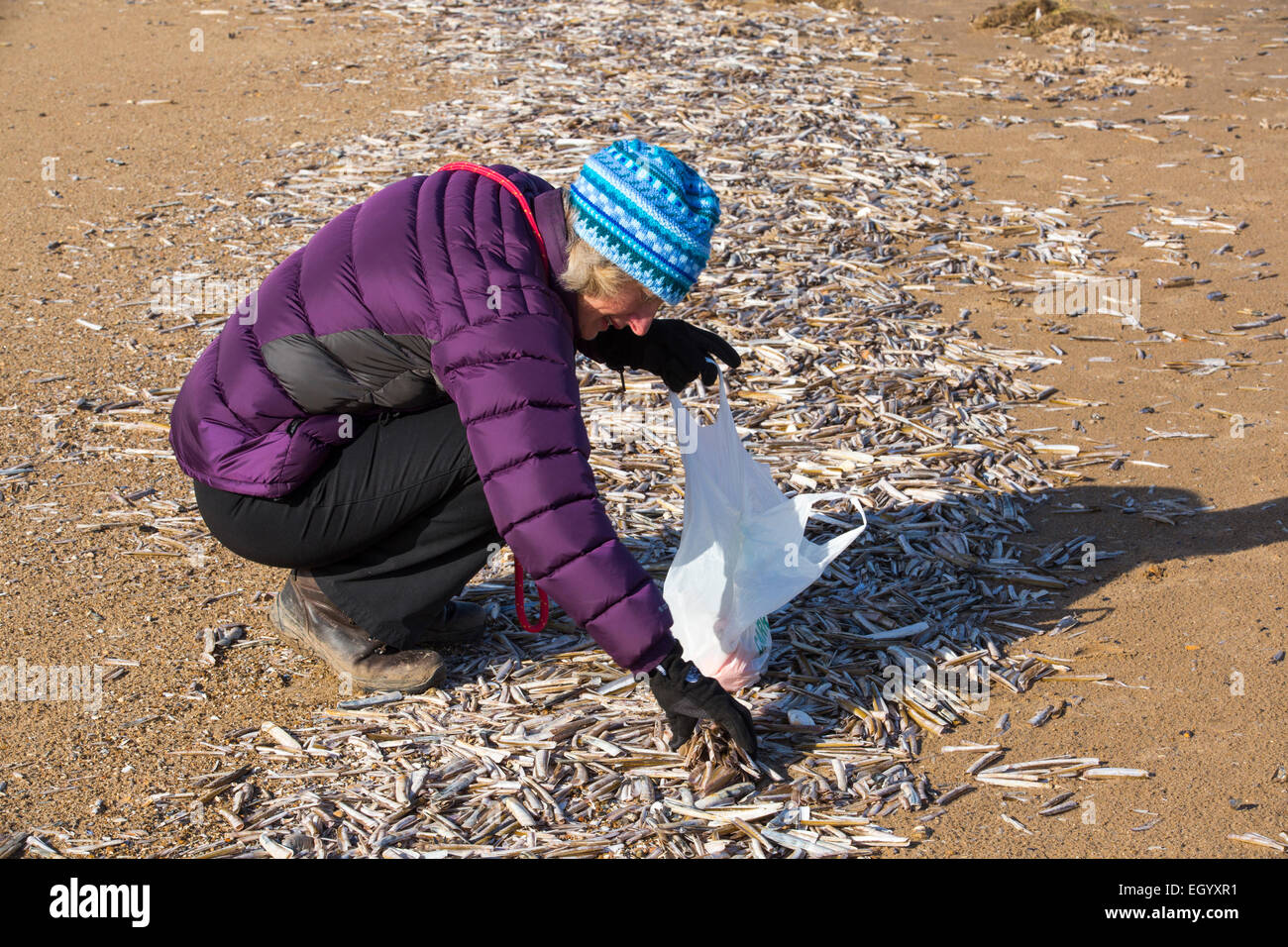 Eine Frau Colecting Razor Schalen (Ensis Arcuatus) am Strand von Titchwell, Norfolk, Großbritannien. Stockfoto