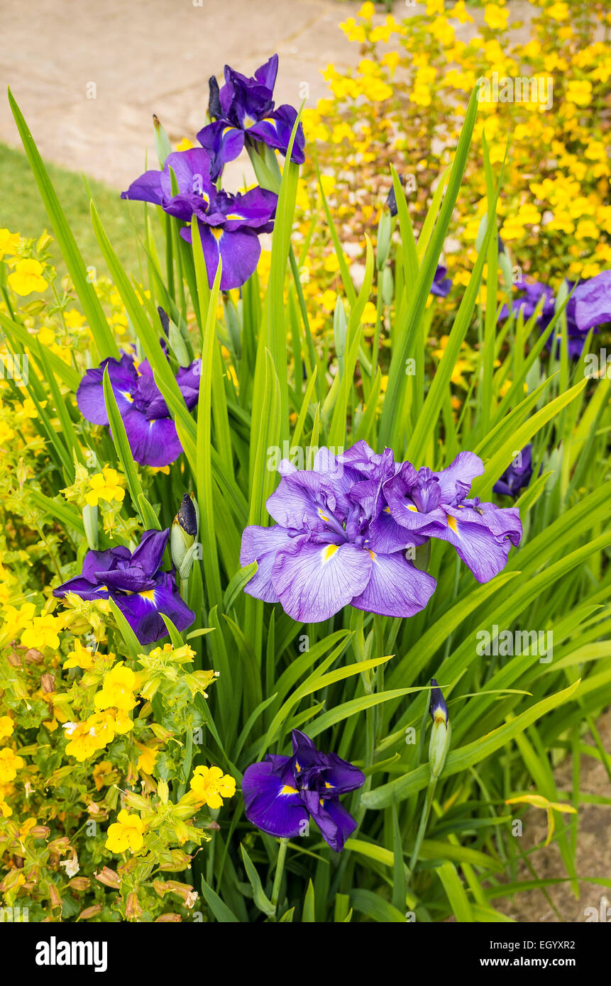 Wasser-Iris mit Mimulus in ein Bächlein Stockfoto