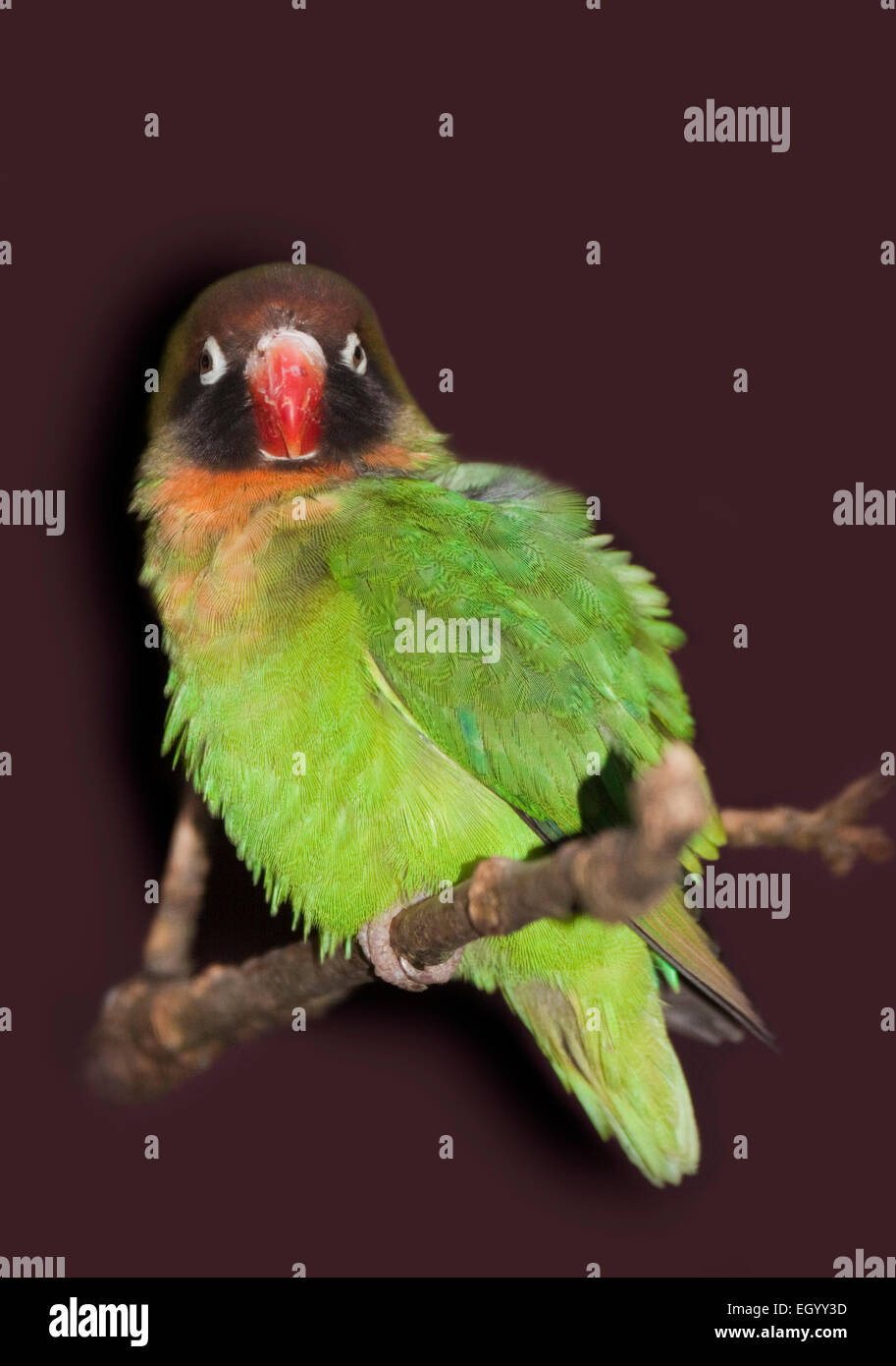 Schwarzen Wangen Lovebird (Agapornis Nigrigenis) Stockfoto