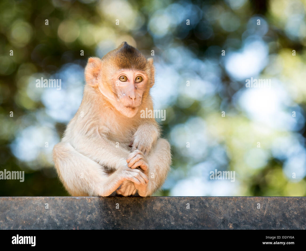 Baby Affen sitzen und Fokus-Hintergrund. Stockfoto