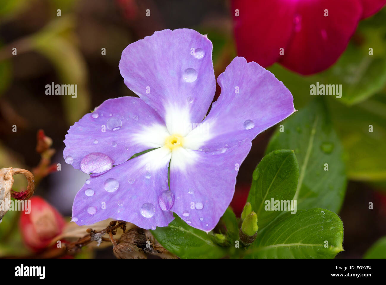 Cape Immergrün wurde nach dem Regen in den Garten genommen. Stockfoto