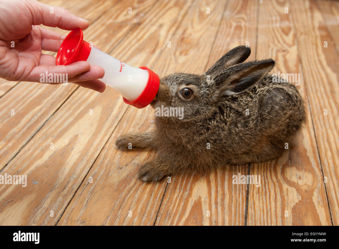 Europäischen Hase, braun Hase, Hasen, Tier-Aufzucht, Feldhase, Feld-Hase, Aufzucht, Pflege, Lepus Europaeus, Lièvre d ' Europe Stockfoto