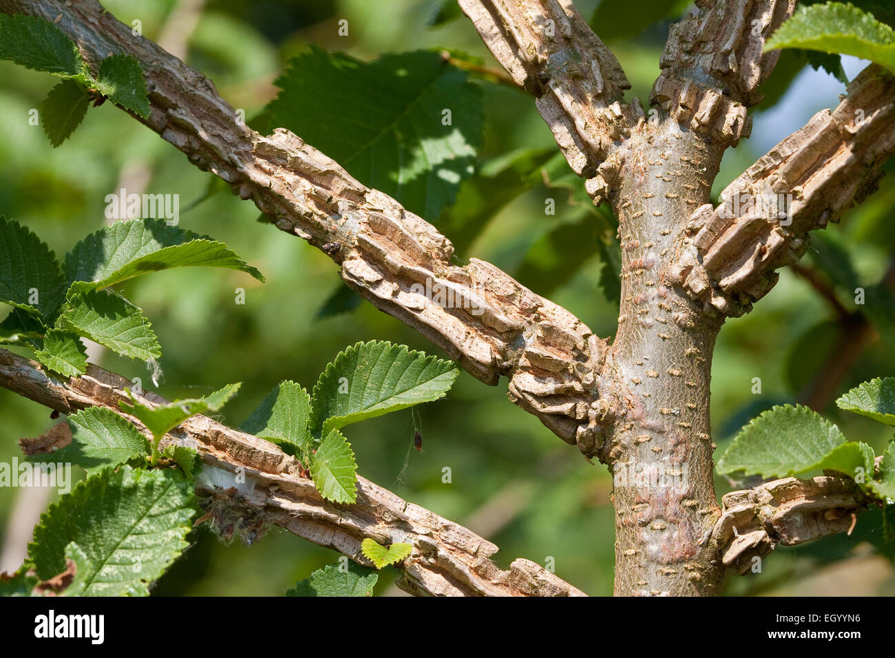 Ulme Rinde : Baum des Jahres 2019 - Die Flatter-Ulme (Ulmus laevis ... - Aufgrund der gefährdung der ulme sollte man also nicht die rinde von wilden ulmen verwenden, sondern diese im fachhandel kaufen.