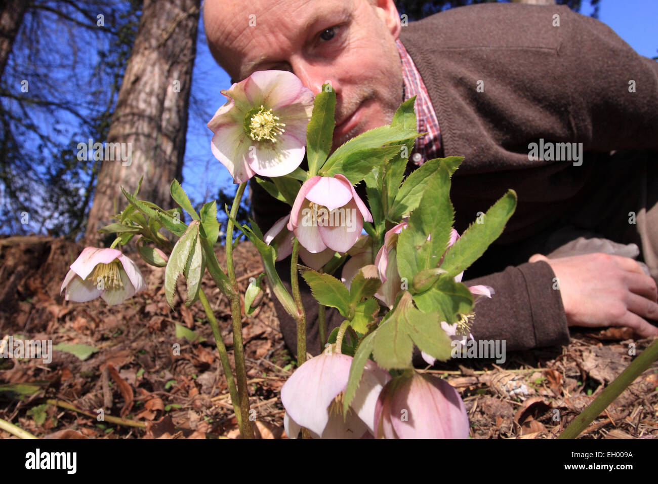 Titley, Herefordshire, England. 4. März 2015. Großbritannien Wetter - Frühlingsblumen. Warme trockene Wetter im Frühling in ganz Großbritannien heute mit Temperaturen bis zu 9 Celsius in Herefordshire. Ein Gärtner nimmt einen genaueren Blick auf die saisonalen Helleborus Pflanze Blume, die jetzt in voller Blüte Stockfoto