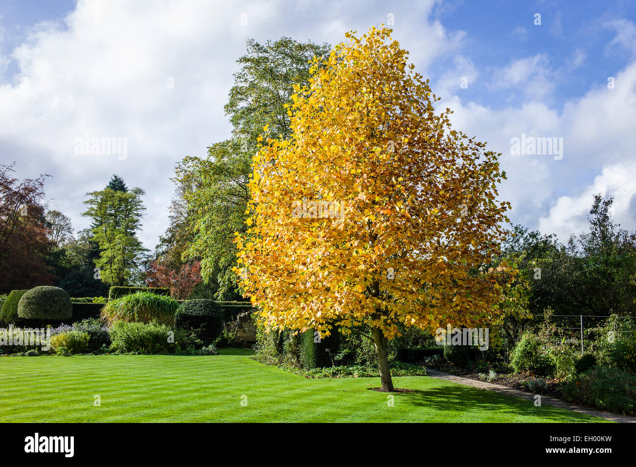 Tulpenbaum in Herbstfarben in UK Stockfoto