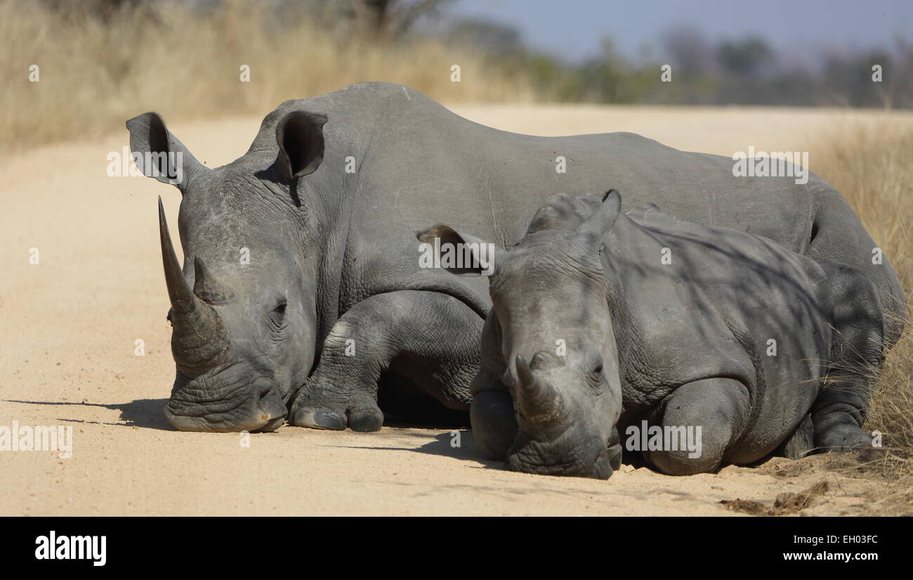 White Rhino Mutter & Kalb. Aufgenommen im Krüger Nationalpark, Südafrika Stockfoto