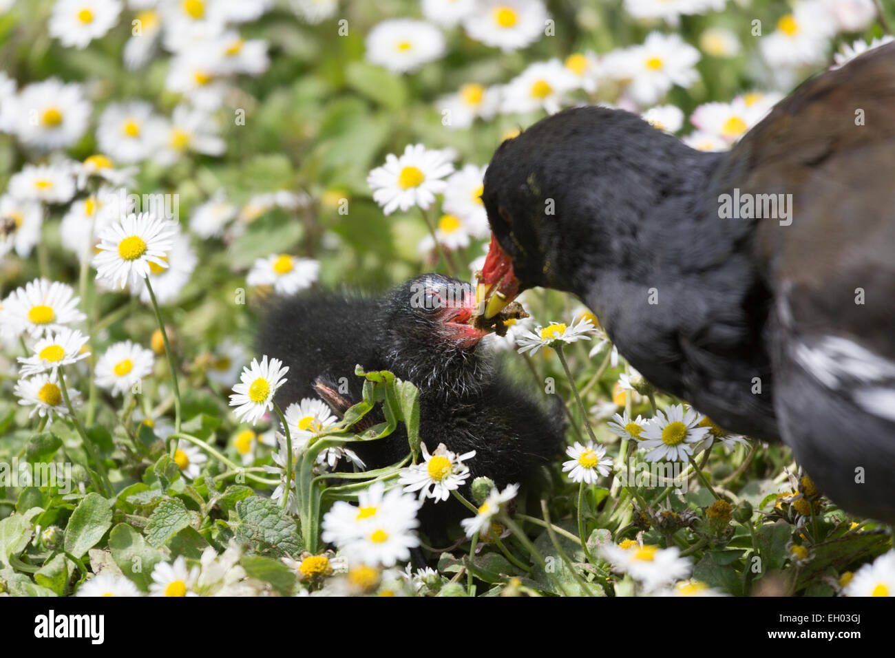 Morehen, Mutter füttert Küken.  (Rallidae) Stockfoto