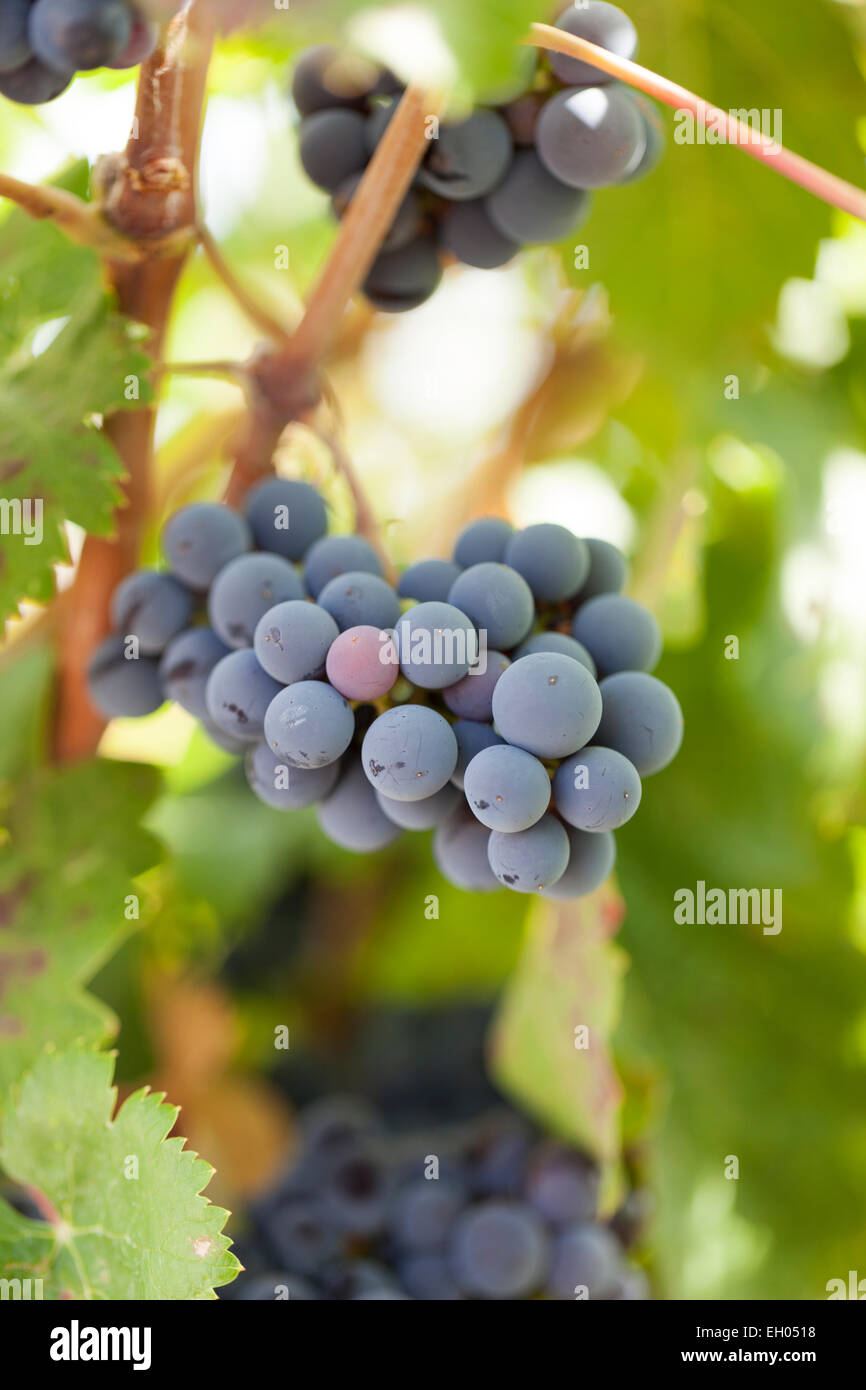 Trauben: Cabernet Franc. Frankreich. Stockfoto