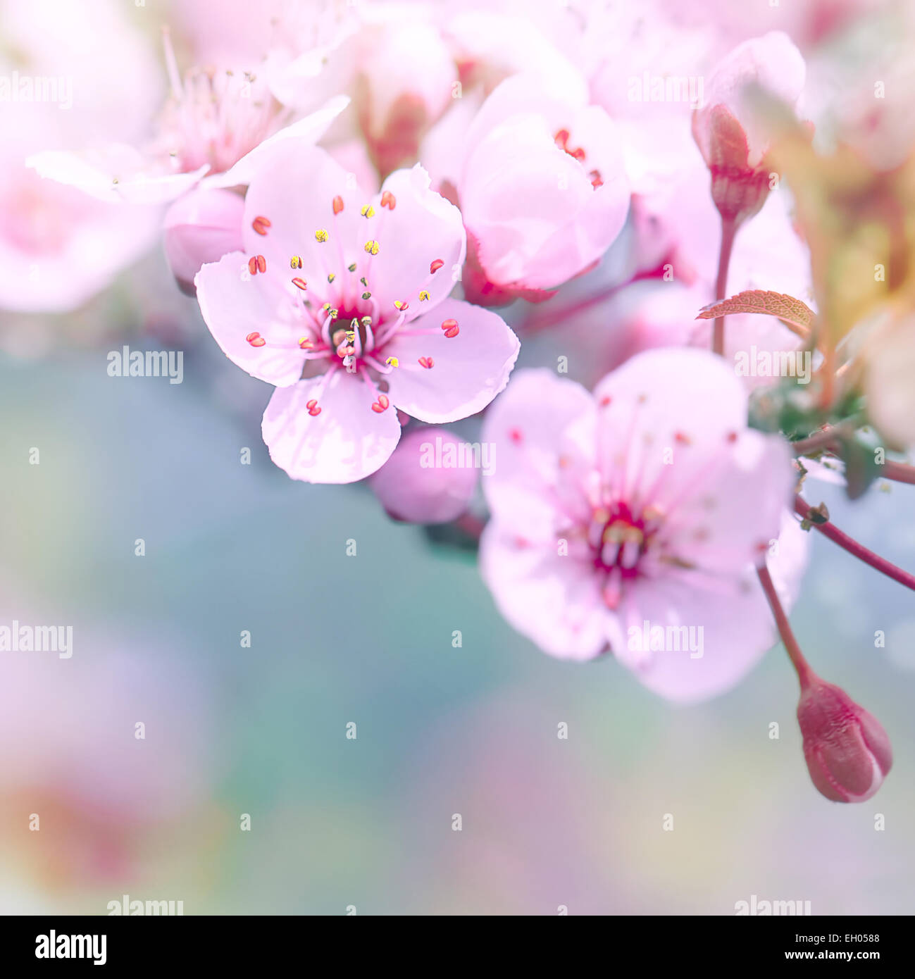 Wunderschöne Kirschblüte Grenze über Unschärfe Hintergrund, sanfte verträumte weiße Blüten auf Ästen, Frühling Saison Stockfoto
