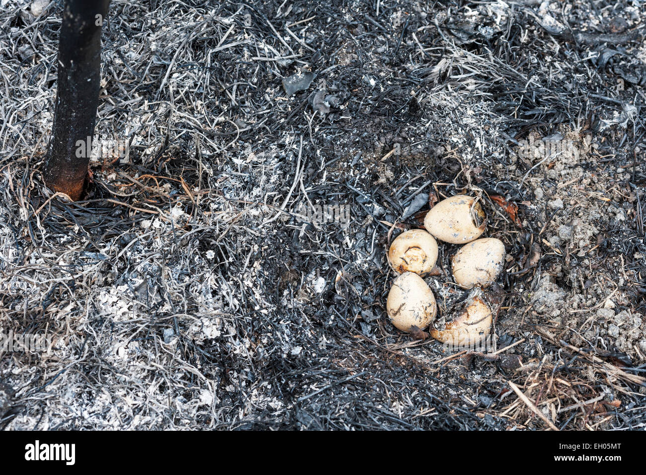 Ein Rebhuhn Nest zerstört durch einen Brand durch Brandstifter an einem geschützten Standort RSPB gestartet. Stockfoto