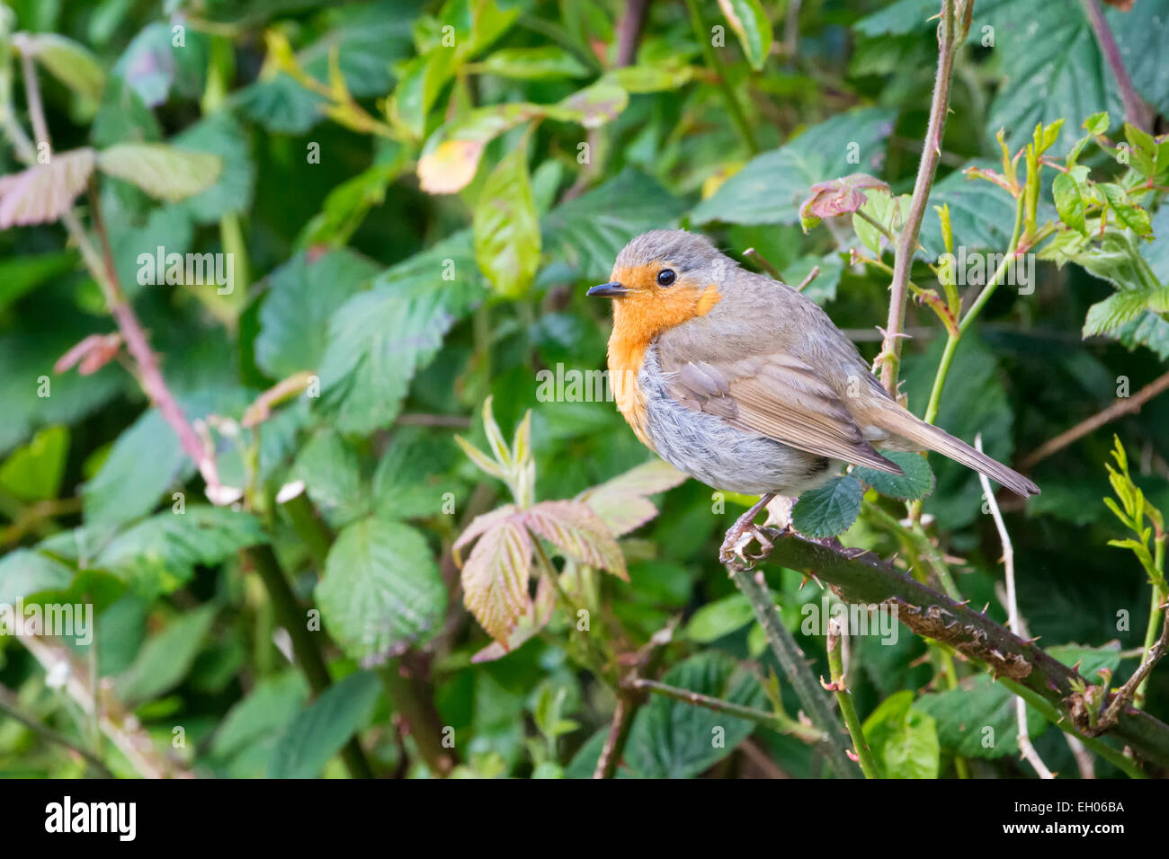 Eurasische Robin (Erithacus Rubecula) thront auf der Seite von einer Hecke. Stockfoto