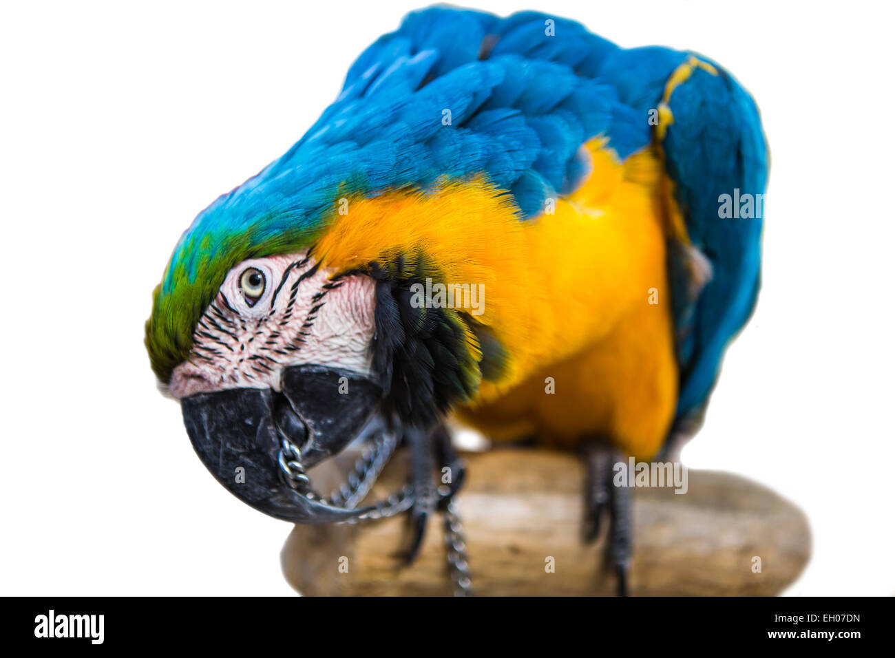 Papagei Vogel Tiere Stockfoto