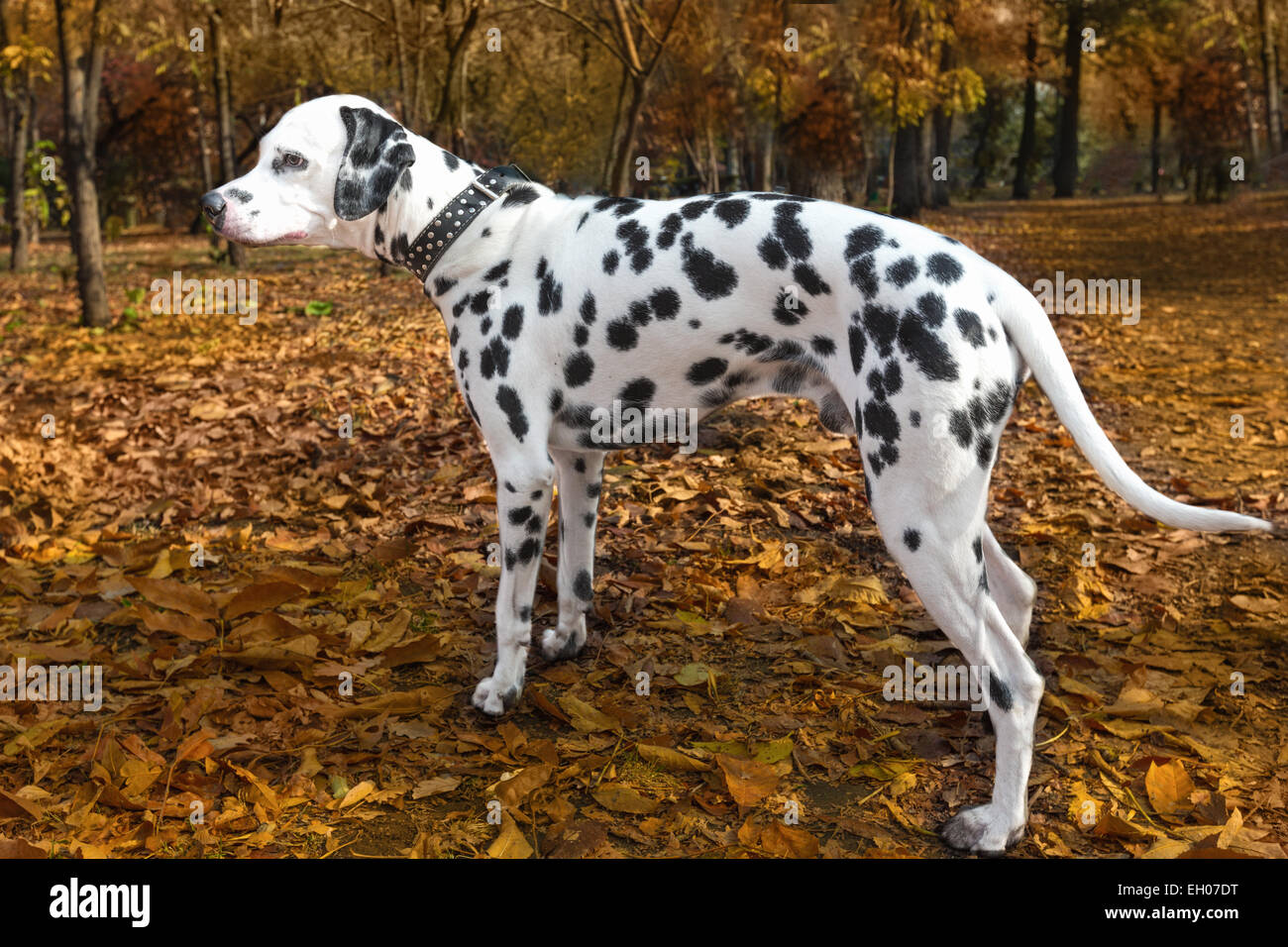 Tiere Hund Dalmatiner Haustier Stockfoto