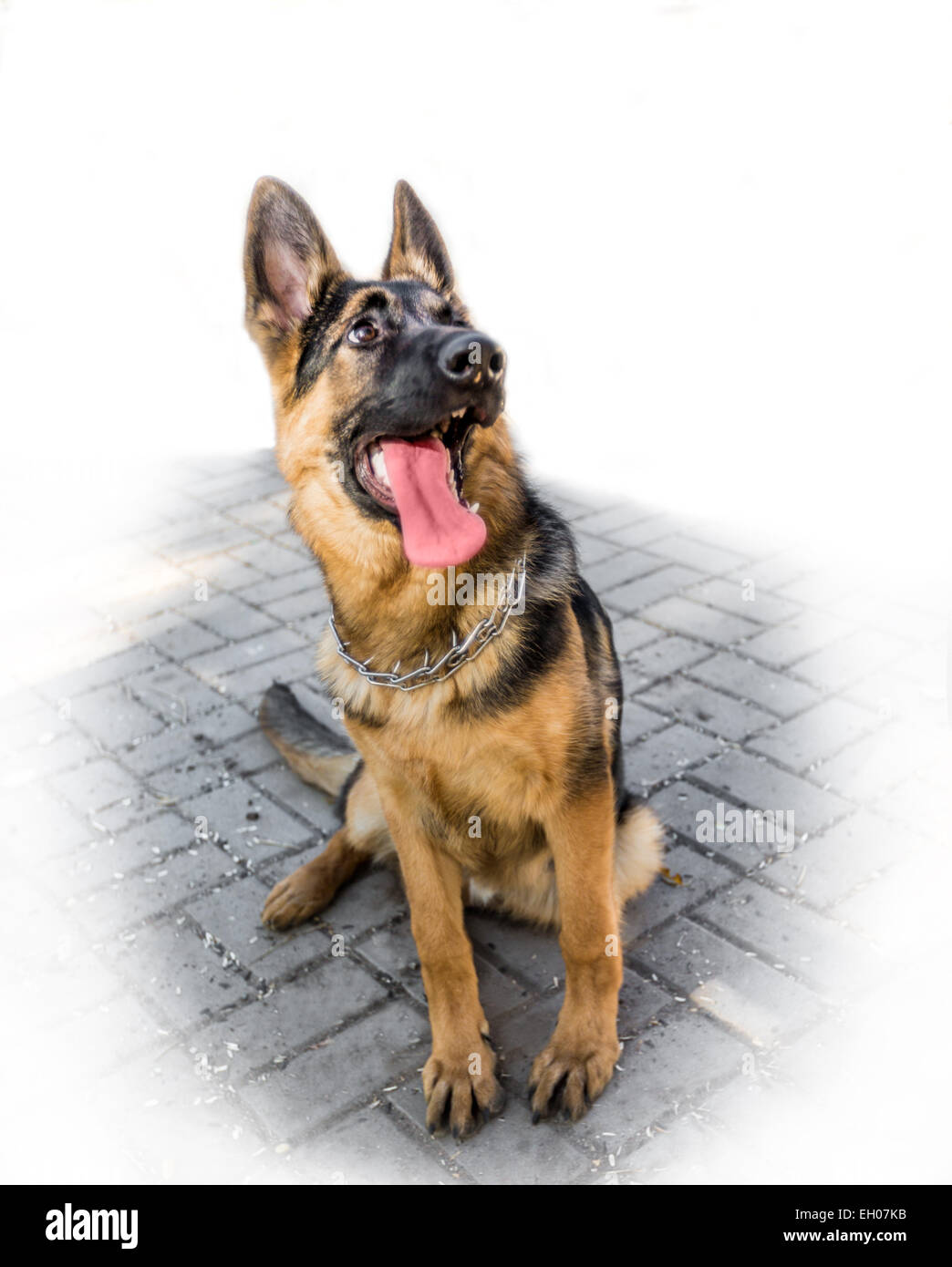 Haustiere Hund Deutscher Schäferhund Stockfoto