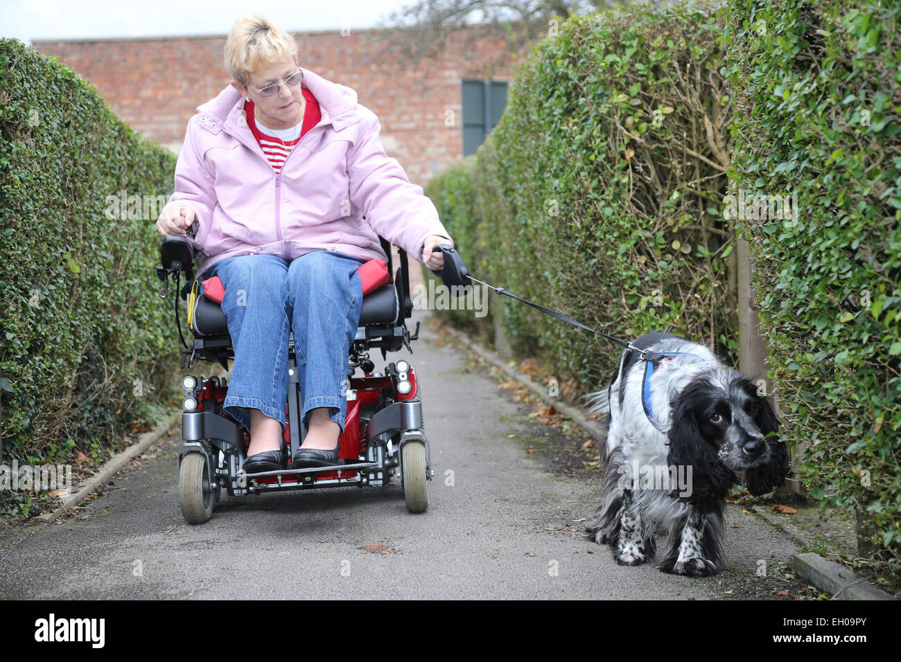 Rollstuhl Benutzer sprechender Hund Spaziergang - Modell veröffentlicht Stockfoto