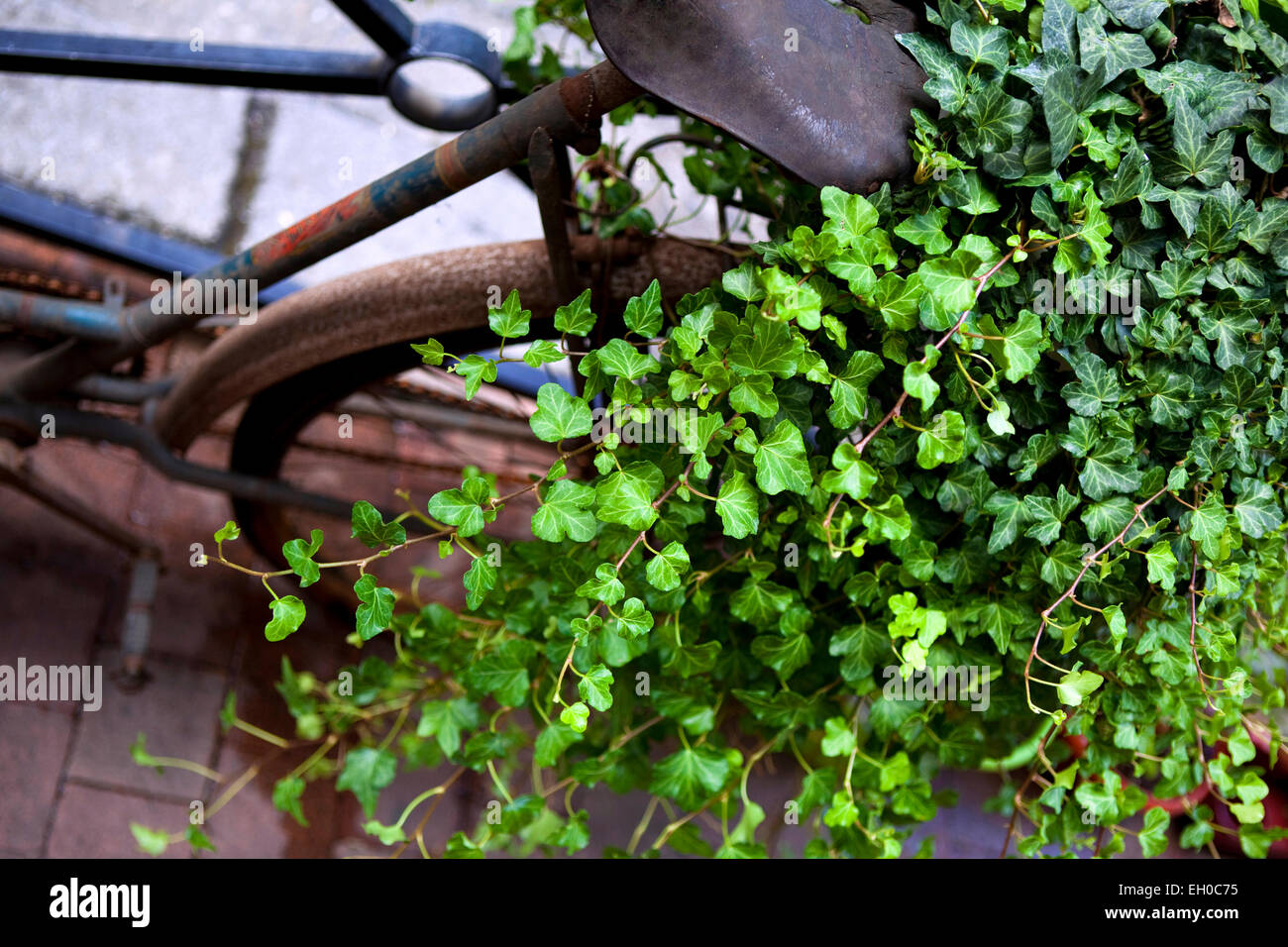 Efeu wächst auf ein altes rostiges Fahrrad Stockfoto