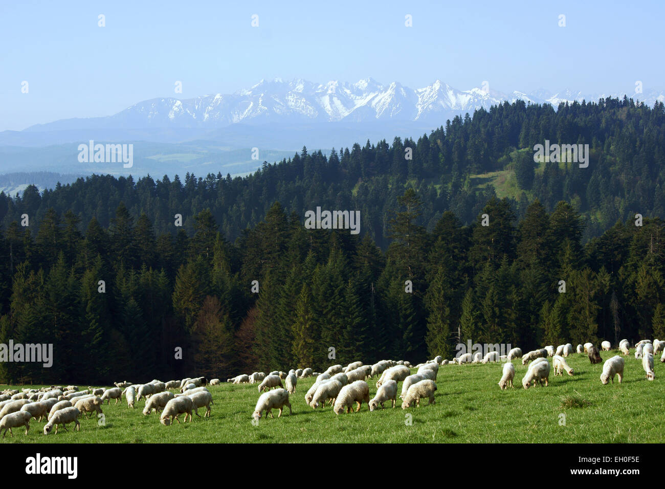 Herde von Schafen in Pieniny, Polen Stockfoto