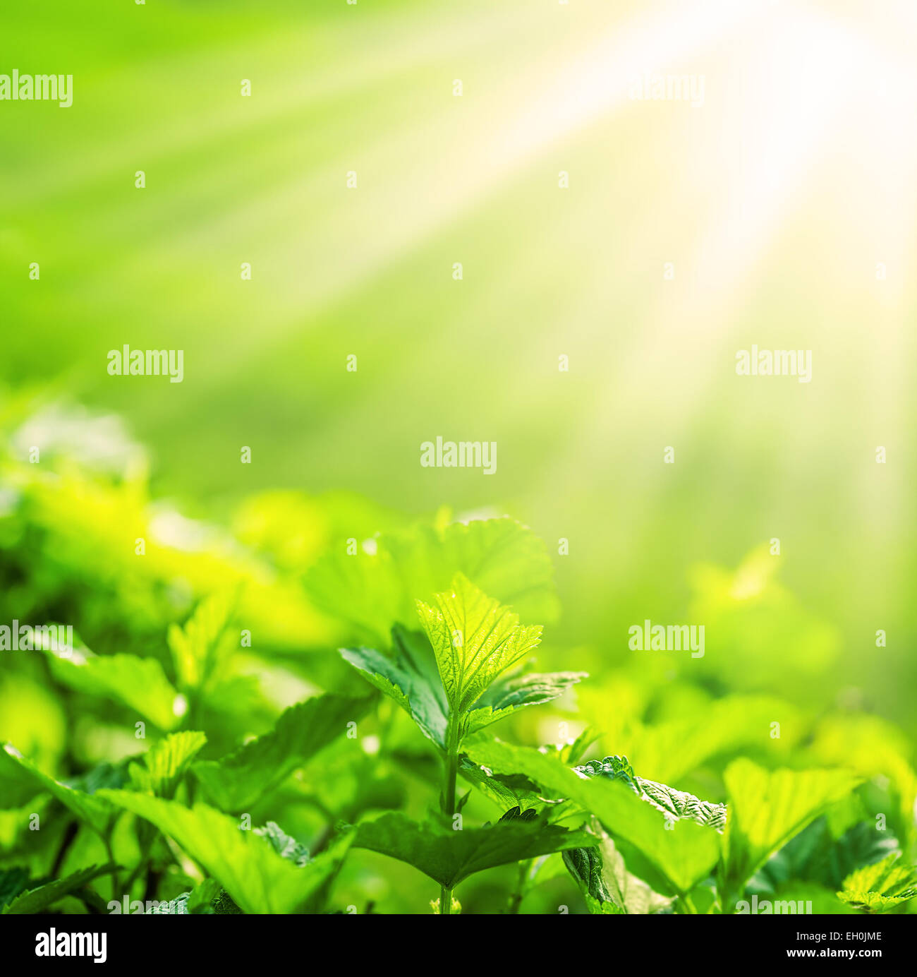 Defocus Ansicht für Hintergrund und Kopie Raum. frische neue grüne Blätter im Sonnenlicht Leuchten. Stockfoto