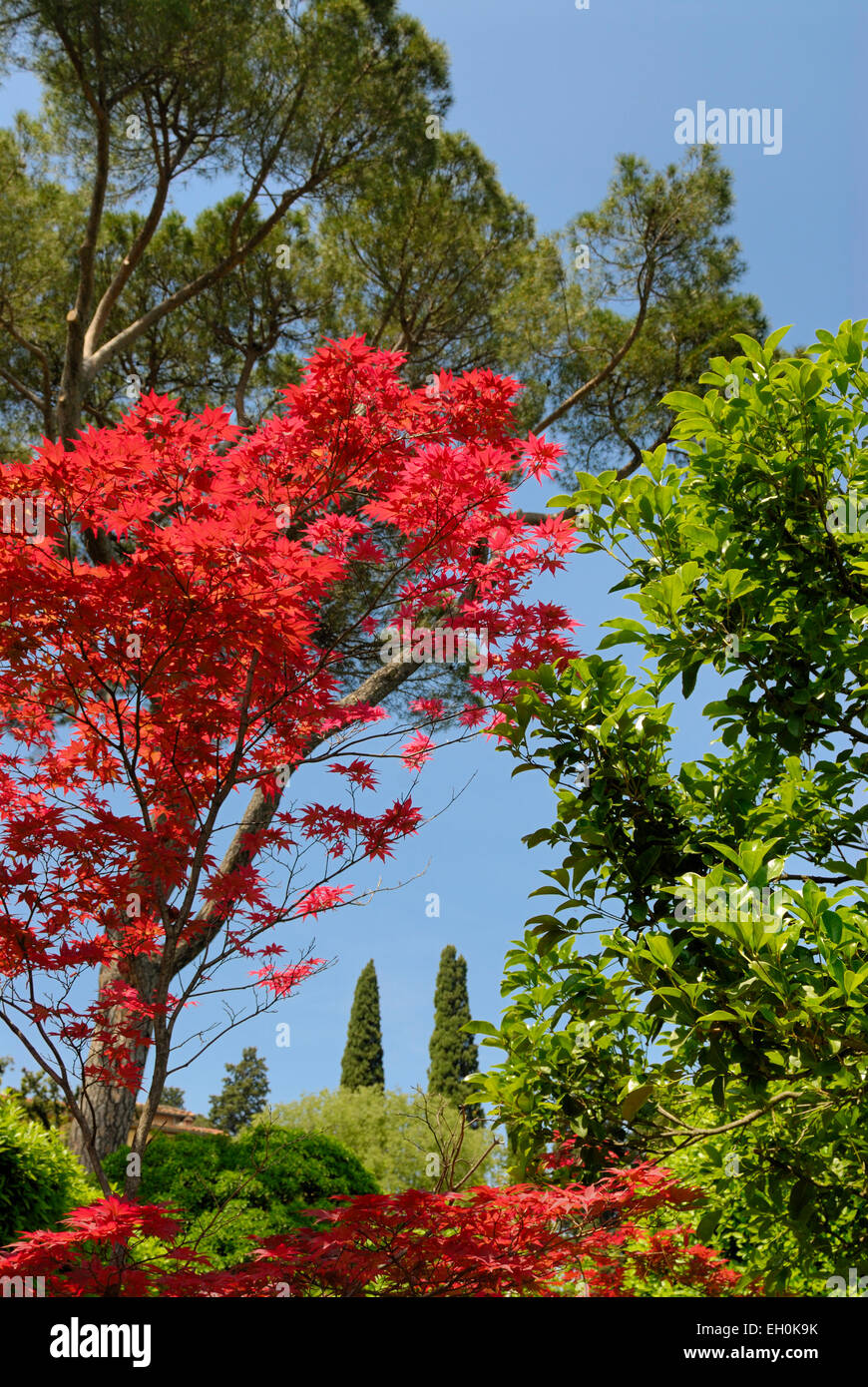 Italienischer Garten mit Zypressen und ein japanischer Ahornbaum mit roten Blättern, Florenz, Toskana, Italien Stockfoto
