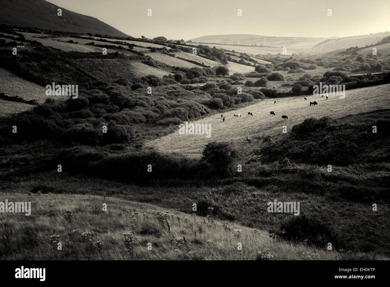 Pastorale Szene mit Kühen und Weide. Dingle-Halbinsel. Irland Stockfoto