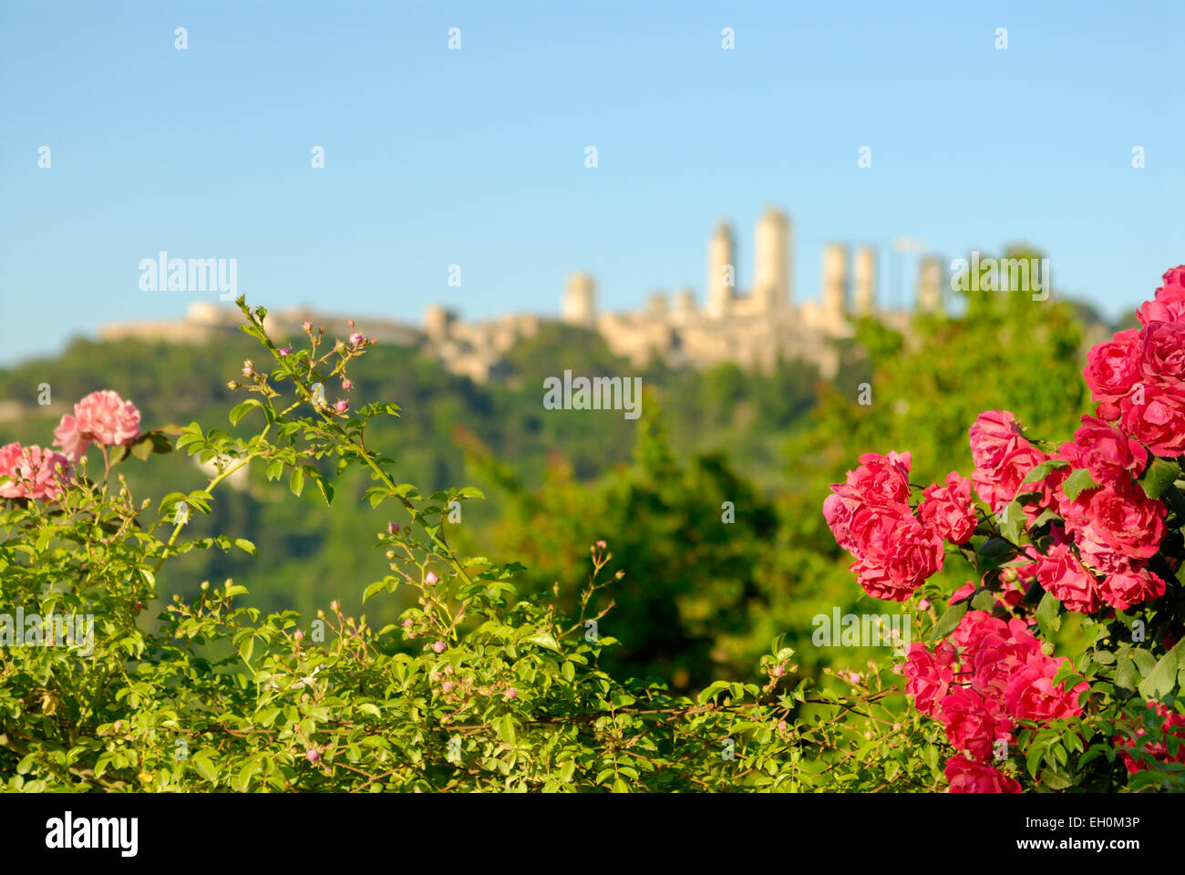 Rote Rosen in voller Blüte mit der mittelalterlichen Stadt San Gimignano im Hintergrund, Toskana, Italien Stockfoto