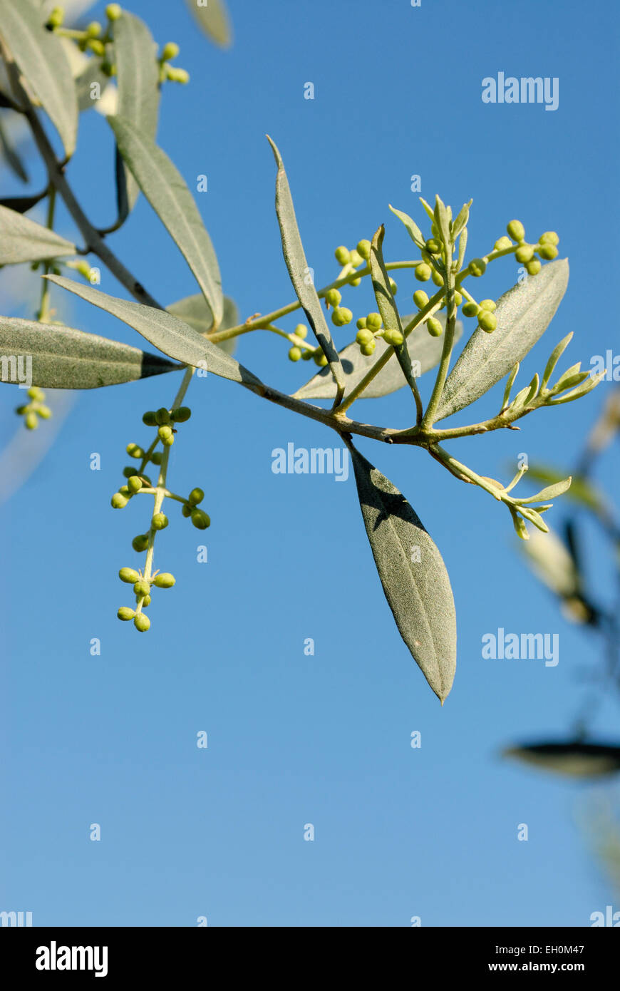 Olive Knospen auf einem Olivenbaum im zeitigen Frhjahr, Toskana, Italien  Stockfotografie - Alamy