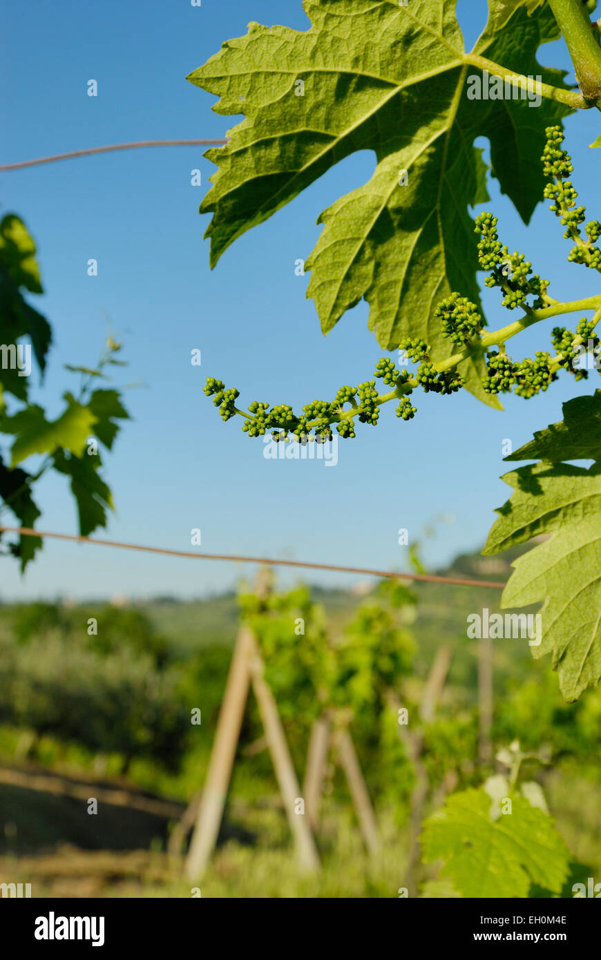 Cluster Traube Knospen an Rebstöcken im Frühjahr, kurz vor der Blüte Stockfoto